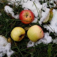 Яблоки на снегу :: Тамара Никитина