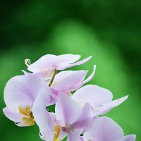 Орхидея :: александр 