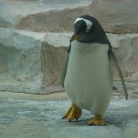 Задумчивый пингвин :: Ольга 