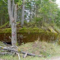 Находка в лесу :: Вера Щукина