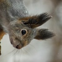 Любопытная :: Любовь Сахарова