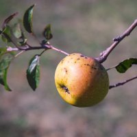 Первый урожай на молодой яблоньке. :: Ольга 