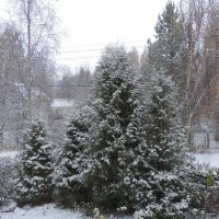 Первый снег :: Ирина 