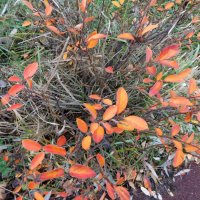 Оранжевые листья :: Наиля 