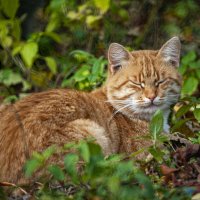 рыжий кот :: Александр Леонов