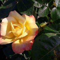 Летняя роза Ботанического сада :: Лидия Бусурина