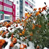 Первый снег... :: Дмитрий Петренко