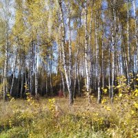 Осенний лес :: Елена Семигина