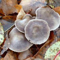 За грибами в ноябре: рядовка серая :: Андрей Заломленков