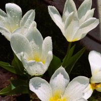 Белые тюльпаны :: Валентина 