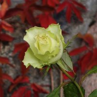 Цветы в октябре - роза :: Рита Симонова