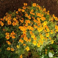 Цветы в октябре - бархатцы мелкие :: Рита Симонова