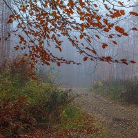 Осенний туманю :: Lucy Schneider 