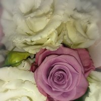 В облаке из белых роз... :: tatyana 