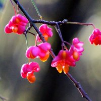 Осенние цветы, они же ягоды :: Александр Чеботарь