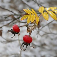 последний шиповник :: РозаВетроф 