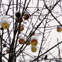 яблоки на снегу :: Ольга 