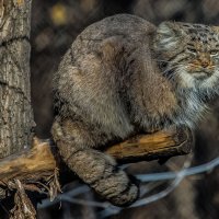 неважное настроение :: аркадий 