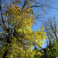 Облетает листва осенней порой :: Нина Бутко