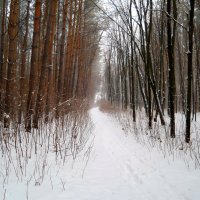 В ноябрьском лесу :: Андрей Заломленков