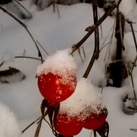 Шиповник в снегу :: Сергей Кочнев