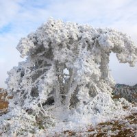 Первый снег на Ай-Петри :: Сергей Титов