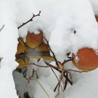 Айва в снегу :: Леонид leo