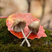 Продолжаем искать волшебные грибочки в ноябре... :-) :: Андрей Заломленков