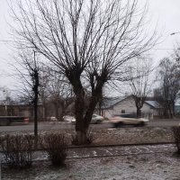 Первый снег :: Марина Кушнарева
