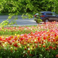 .. тюльпановые поляны вдоль улицы Вильгельма Пика ... :: galalog galalog
