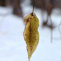 Бедны ноябрьские краски.. :: Андрей Заломленков