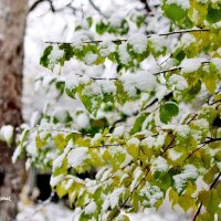 Абрикосовое дерево и первый снег. :: Восковых Анна Васильевна 