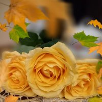 Для осени уходящей розы жёлтые в подарок :: tatyana 