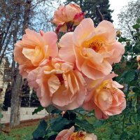 Осенние розы :: Galina Solovova