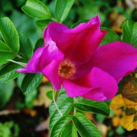 Цветы в ноябре - Роза шиповника :: Рита Симонова