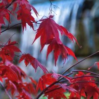 Осень в Японском саду :: Андрей 