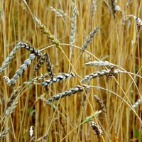 Пшеница колосится. :: nadyasilyuk Вознюк