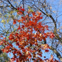 Яркость красок ноября :: Нина Бутко