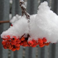 Выпал снег :: MILAV V