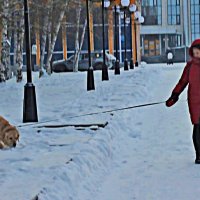 Декабрь...На прогулке  с любимым псом! :: Владимир 