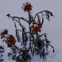 Белая зима в цветы :: Владимир Максимов