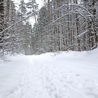 В зимнем лесу :: Татьяна Тюменка