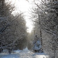 Загорянка зимой :: Леонид leo