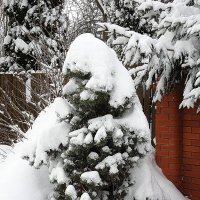 Мороз снежком укутывал: «Смотри, не замерзай!» :: Леонид leo