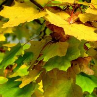Желто-зеленые листья :: Сергей Карачин
