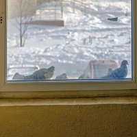 У окна теплее :: Валерий Иванович