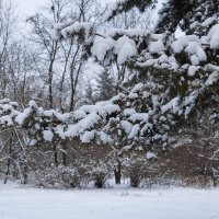 Ветка в снегу :: Александр Синдерёв