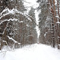 В зимнем лесу :: Татьяна Тюменка