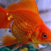 Золотая рыбка :: Штрек Надежда 