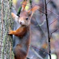 "Белка" дикая... Мир Природы  "The Natural World"... :: "The Natural World" Александер